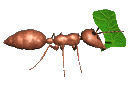 Little Ant