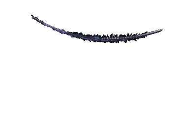 Swift Feather